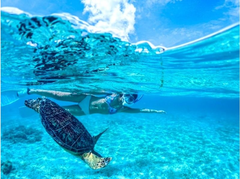 SALE! [Miyakojima/half day] Pick-up and drop-off available! Sea turtle snorkeling ★ High chance of encountering ★ Overwhelmingly high quality service ★ Free photo dataの紹介画像