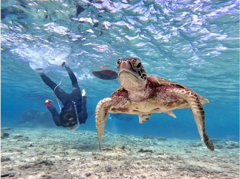 SALE! [Miyakojima/half day] Pick-up and drop-off available! Sea turtle snorkeling ★ High chance of encountering ★ Overwhelmingly high quality service ★ Free photo dataの紹介画像