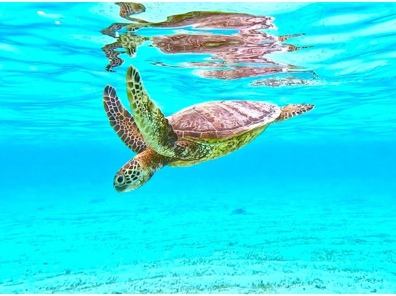 [Miyakojima/Half-day] Pick-up and drop-off available! Sea turtle snorkeling ★ High probability of encountering ★ Overwhelmingly high-quality service ★ Free photo data ★ Super summer sale 2024の紹介画像