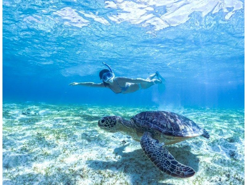 SALE! [Miyakojima/half day] Pick-up and drop-off available! Sea turtle snorkeling ★ High chance of encountering ★ Overwhelmingly high quality service ★ Free photo dataの紹介画像