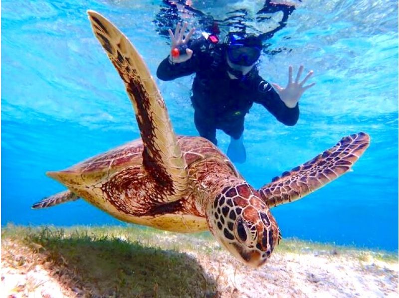 SALE! [Miyakojima/half day] Pick-up and drop-off available! Sea turtle snorkeling ★ High chance of encountering ★ Overwhelmingly high quality service ★ Free photo dataの紹介画像