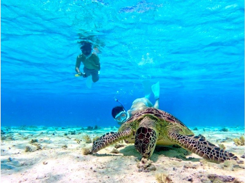 SALE! [Miyakojima/half day] Pick-up and drop-off available! Sea turtle snorkeling ★ High chance of encountering ★ Overwhelmingly high quality service ★ Free photo dataの紹介画像