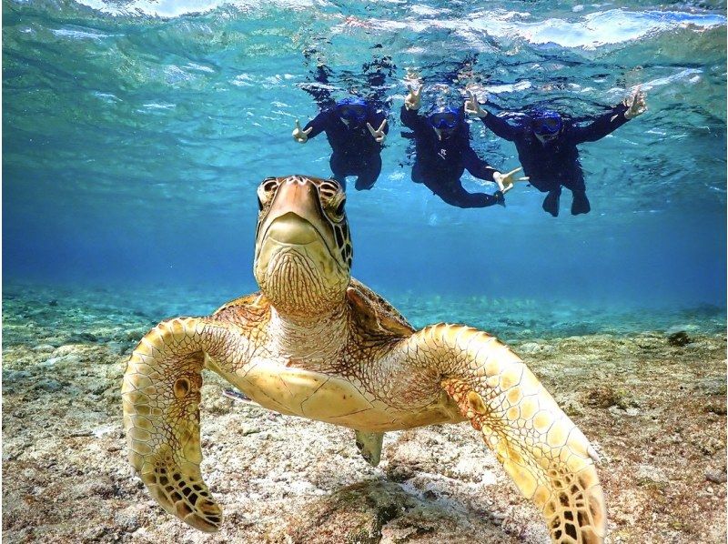 【宫古岛/半日游】排名第一的热门预订！★提供接送服务！海龟浮潜★高概率偶遇海龟★优质服务★免费拍照及设备租赁の紹介画像