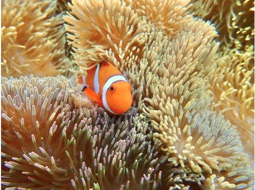 沖縄 宮古島 地域共通クーポンok 碧く透明に輝く海で泳ごう ウミガメシュノーケリング 写真データ無料 アクティビティジャパン 沖縄 宮古島 地域共通クーポンok 碧く透明に輝く海で泳ごう ウミガメシュノーケリング 写真データ無料 アクティビティジャパン