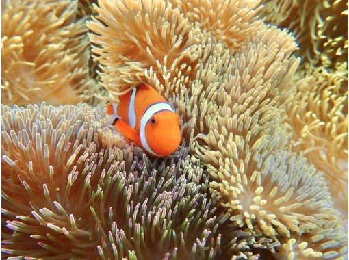 沖縄 宮古島 地域共通クーポンok 碧く透明に輝く海で泳ごう ウミガメシュノーケリング 写真データ無料 アクティビティジャパン