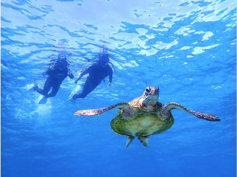 SALE! [Miyakojima/half day] Pick-up and drop-off available! Sea turtle snorkeling ★ High chance of encountering ★ Overwhelmingly high quality service ★ Free photo dataの紹介画像