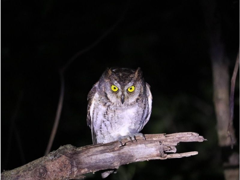 [Miyakojima/Night] Starry sky & jungle night tour ★ Natural planetarium × rare tropical creatures ★ Same-day application OK! [Student discount plan]の紹介画像