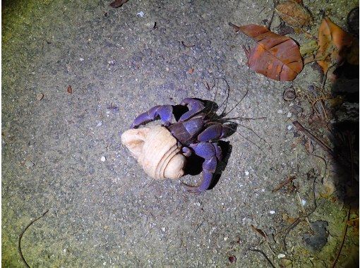 宮古島 夜 天然プラネタリウム 南国のレア生物 宮古島の夜を楽しむ星空 亜熱帯ジャングルナイトツアー 当日予約ok アクティビティジャパン