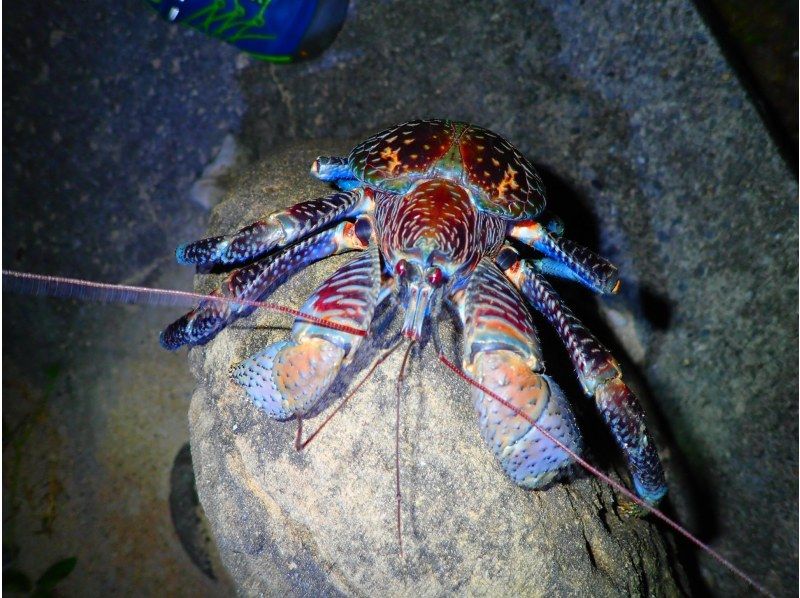 [宮古島/夜]星空與叢林夜遊★天然天文館×南方珍稀生物★設備租賃免費★當天申請即可★[地區優惠券對象]の紹介画像