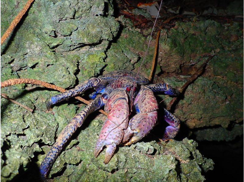 [Miyakojima/Night] Starry sky & jungle night tour ★ Natural planetarium × rare tropical creatures ★ Same-day application OK! [Student discount plan]の紹介画像