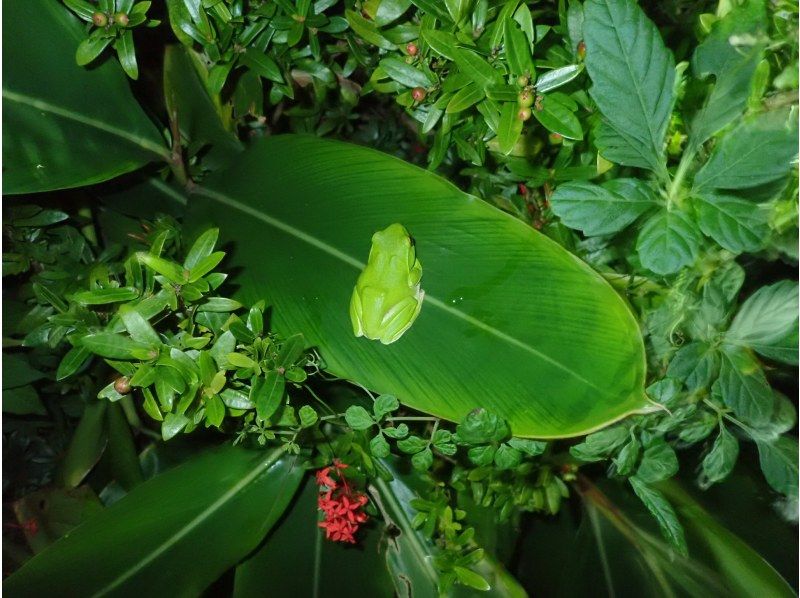 [Miyakojima/Night] Starry sky & jungle night tour ★ Natural planetarium × rare tropical creatures ★ Same-day application OK! [Student discount plan]の紹介画像