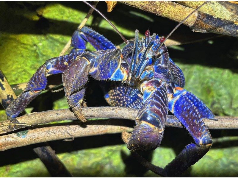 [Miyakojima/Night] Starry sky & jungle night tour ★ Natural planetarium x rare tropical creatures ★ Same-day applications accepted!の紹介画像