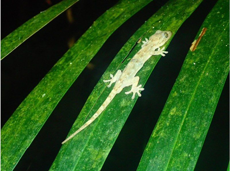 [Miyakojima/Night] Starry sky & jungle night tour ★ Natural planetarium x rare tropical creatures ★ Same-day applications accepted!の紹介画像