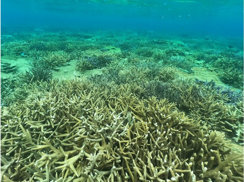 【沖縄・水納島・瀬底島】　ボートスノーケリング（２ラウンド）写真動画撮影プレゼントの紹介画像
