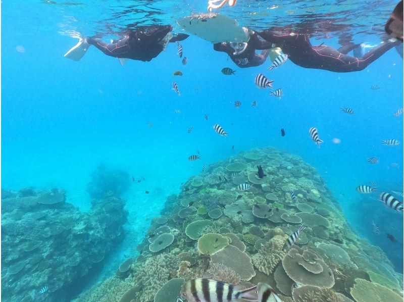 【沖縄・水納島・瀬底島】　ボートスノーケリング（２ラウンド）写真動画撮影プレゼントの紹介画像