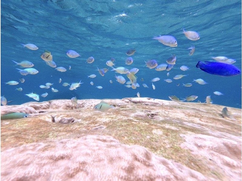 销售！ 【宫古岛/半天】宫古岛热带浮潜★天然水族馆体验★照片资料/设备租赁免费！交通咨询OK！の紹介画像