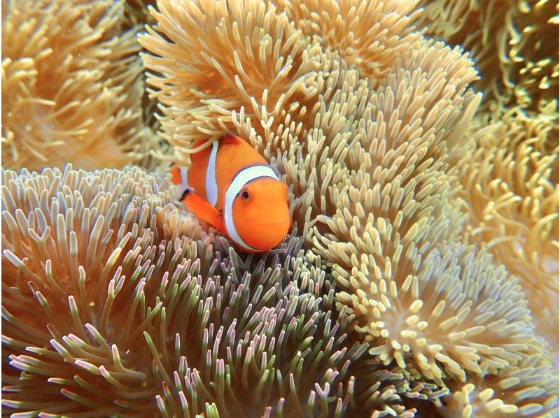 销售！ 【宫古岛/半天】宫古岛热带浮潜★天然水族馆体验★照片资料/设备租赁免费！交通咨询OK！の紹介画像