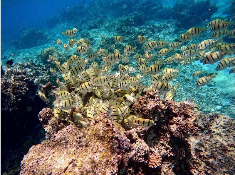 [Miyakojima/Half-day] Miyakojima Tropical Snorkeling ★ Natural Aquarium Experience ★ Free photo data/equipment rental! Pick-up and drop-off consultation OK!の紹介画像