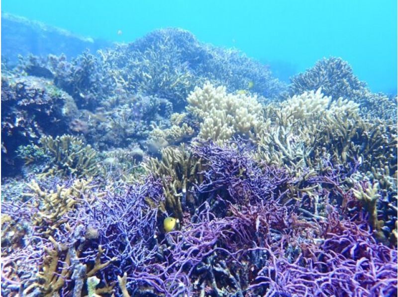 销售！ 【宫古岛/半天】宫古岛热带浮潜★天然水族馆体验★照片资料/设备租赁免费！交通咨询OK！の紹介画像