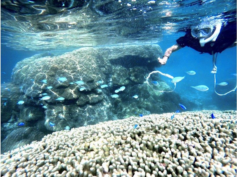 销售！ 【宫古岛/半天】宫古岛热带浮潜★天然水族馆体验★照片资料/设备租赁免费！交通咨询OK！の紹介画像