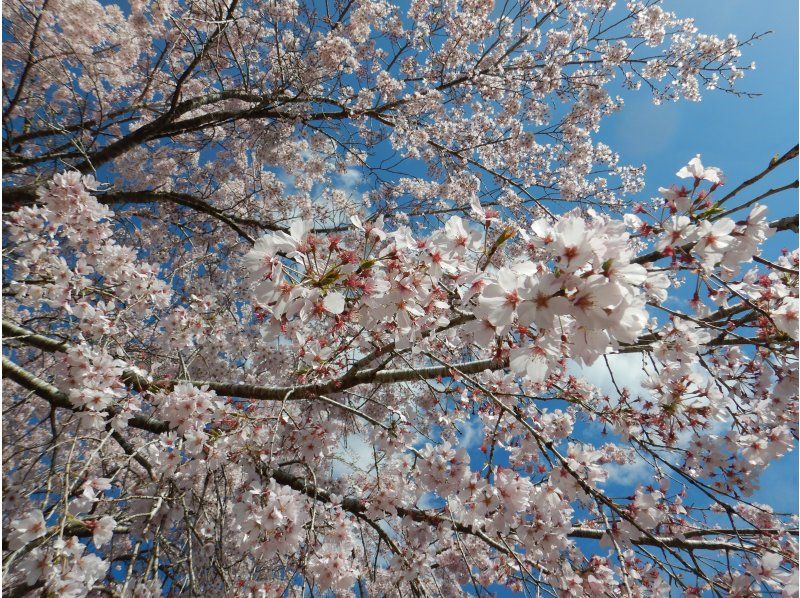 【徳島・那賀町】お花見カヌーの紹介画像