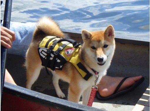 山梨 河口湖 愛犬と一緒に湖上散歩 カヌー犬養成講座 ペットと楽しむカヌー体験 アクティビティジャパン