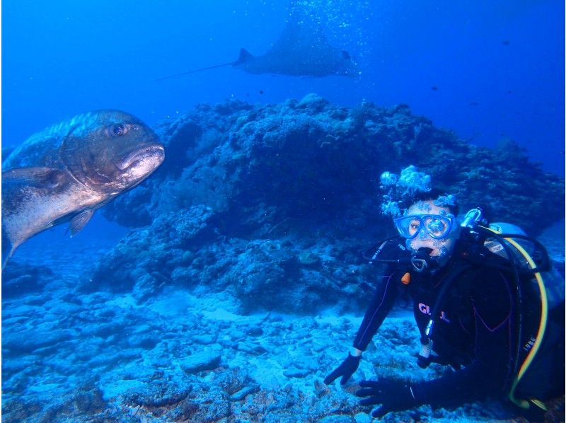 [Okinawa / Kerama] Kerama Islands 1 day 2 dives Cheap experience Diving Snorkelingの紹介画像