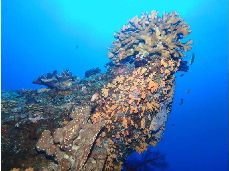 [冲绳/喀拉马]庆良间群岛1天2次潜水廉价的经验深潜浮潜の紹介画像