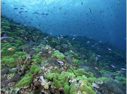 無料キャンペーン【沖縄・慶良間】慶良間諸島★1日3ダイブ★格安お得なファンダイビングプラン★ 無料キャンペーン【沖縄・慶良間】慶良間諸島★1日3ダイブ★格安お得なファンダイビングプラン★