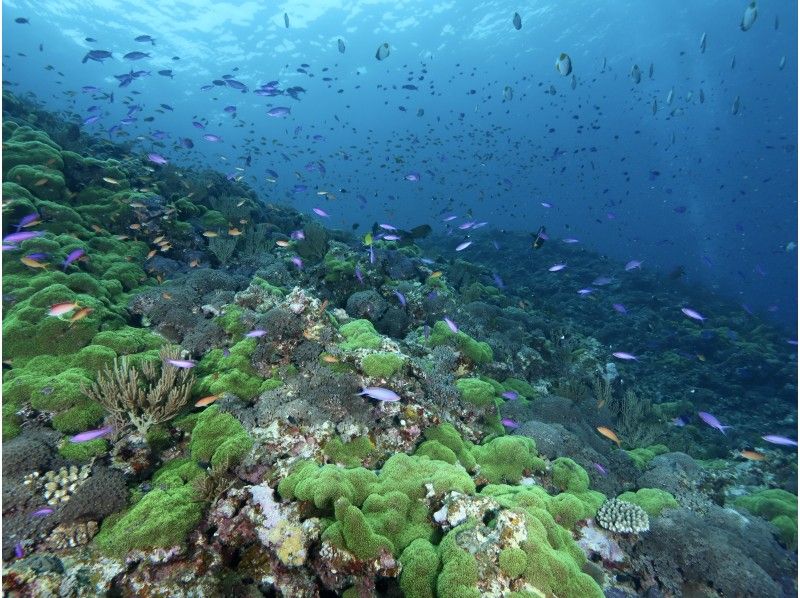 AJ 한정 플랜 【오키나와 &middot; 게라마】 게라마 제도 ★ 1 일 3 다이브 ★ 저렴한 유익한 팬 다이빙 플랜 ★の紹介画像