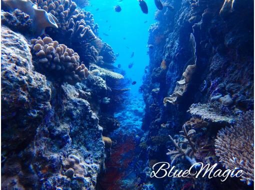 無料キャンペーン【沖縄・慶良間】慶良間諸島★1日3ダイブ★格安お得なファンダイビングプラン★ 無料キャンペーン【沖縄・慶良間】慶良間諸島★1日3ダイブ★格安お得なファンダイビングプラン★