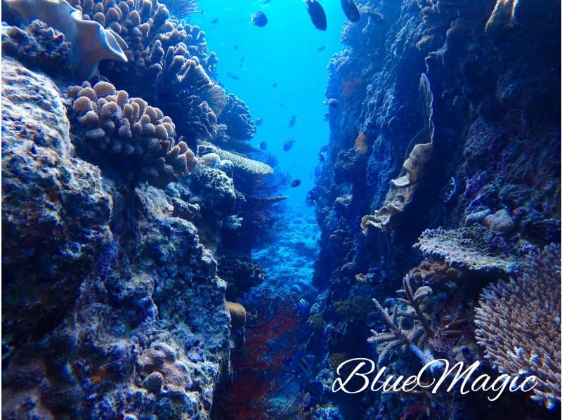 AJ 한정 플랜 【오키나와 &middot; 게라마】 게라마 제도 ★ 1 일 3 다이브 ★ 저렴한 유익한 팬 다이빙 플랜 ★の紹介画像