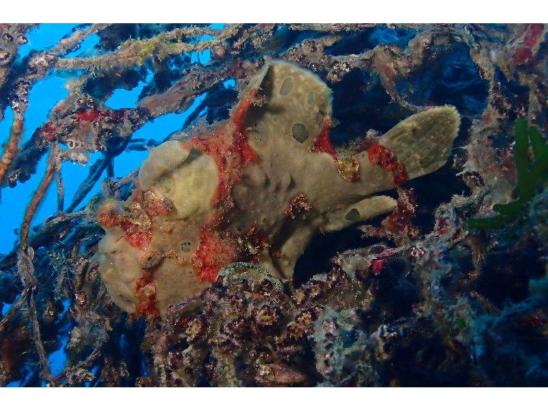 AJ 한정 플랜 【오키나와 &middot; 게라마】 게라마 제도 ★ 1 일 3 다이브 ★ 저렴한 유익한 팬 다이빙 플랜 ★の紹介画像