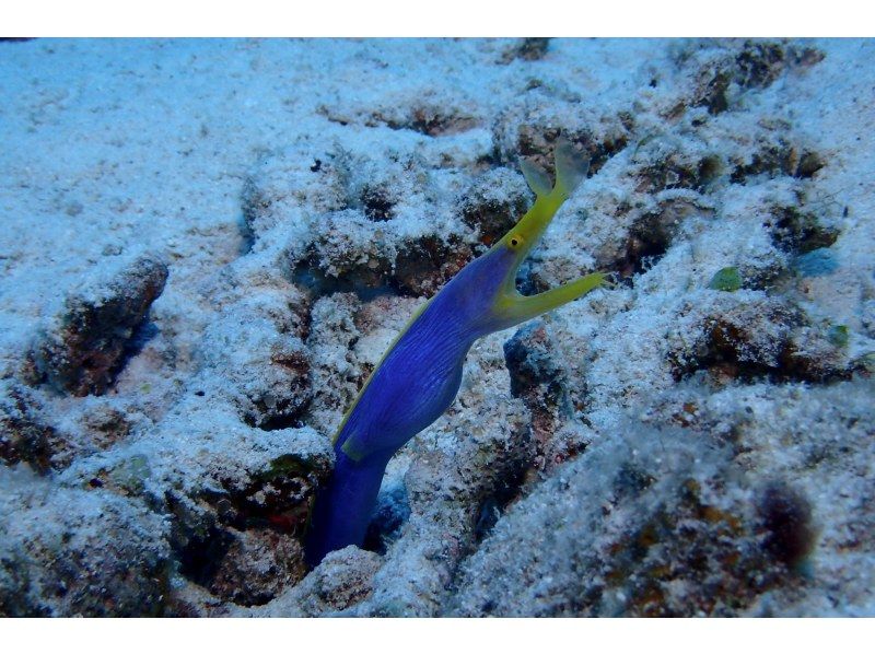 AJ 한정 플랜 【오키나와 &middot; 게라마】 게라마 제도 ★ 1 일 3 다이브 ★ 저렴한 유익한 팬 다이빙 플랜 ★の紹介画像