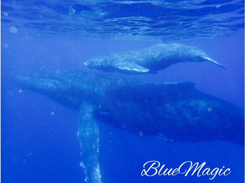 AJ 한정 플랜 【오키나와 &middot; 게라마】 게라마 제도 ★ 1 일 3 다이브 ★ 저렴한 유익한 팬 다이빙 플랜 ★の紹介画像