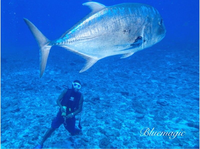 AJ 한정 플랜 【오키나와 &middot; 게라마】 게라마 제도 ★ 1 일 3 다이브 ★ 저렴한 유익한 팬 다이빙 플랜 ★の紹介画像