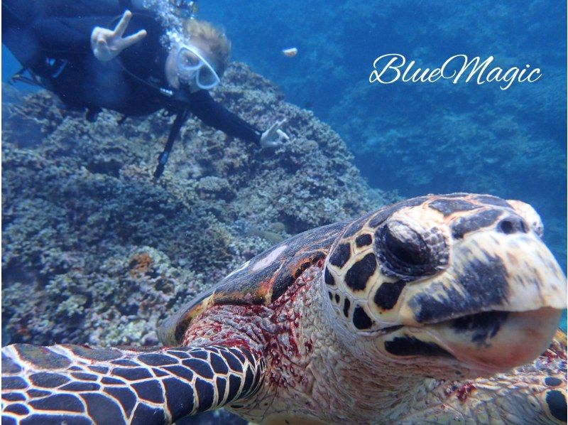 AJ 한정 플랜 【오키나와 &middot; 게라마】 게라마 제도 ★ 1 일 3 다이브 ★ 저렴한 유익한 팬 다이빙 플랜 ★の紹介画像