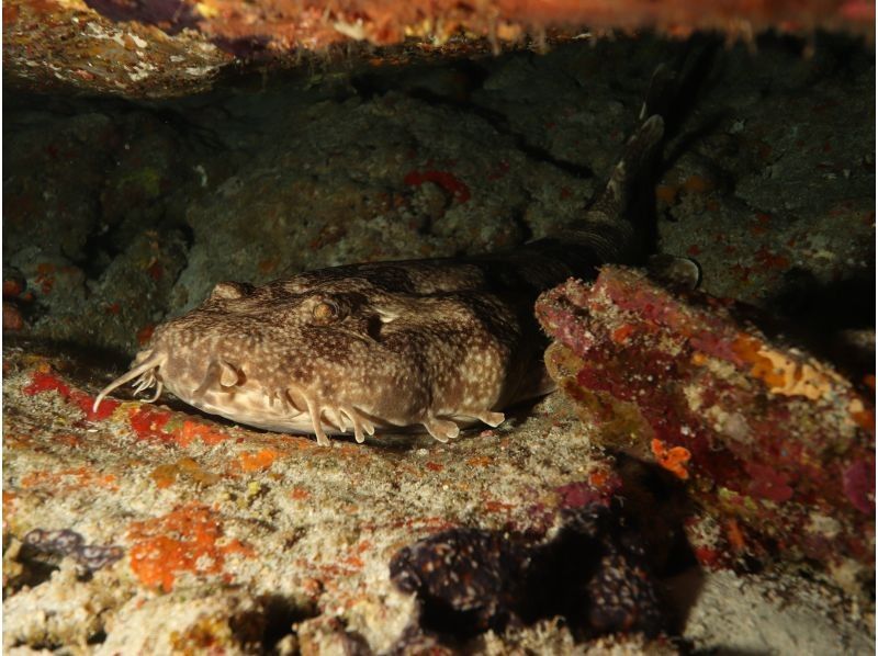 AJ 한정 플랜 【오키나와 &middot; 게라마】 게라마 제도 ★ 1 일 3 다이브 ★ 저렴한 유익한 팬 다이빙 플랜 ★の紹介画像