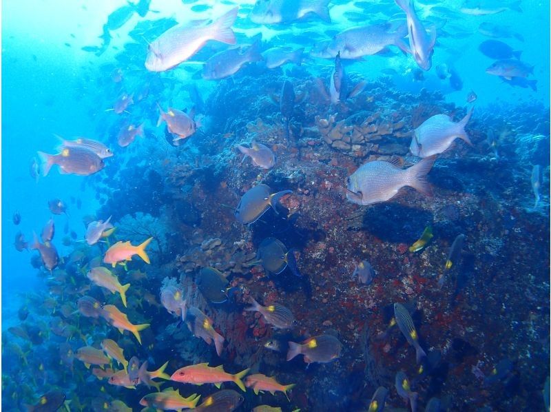 AJ 한정 플랜 【오키나와 &middot; 게라마】 게라마 제도 ★ 1 일 3 다이브 ★ 저렴한 유익한 팬 다이빙 플랜 ★の紹介画像