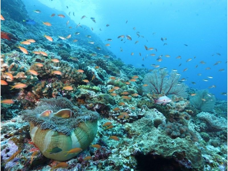 AJ 한정 플랜 【오키나와 &middot; 게라마】 게라마 제도 ★ 1 일 3 다이브 ★ 저렴한 유익한 팬 다이빙 플랜 ★の紹介画像