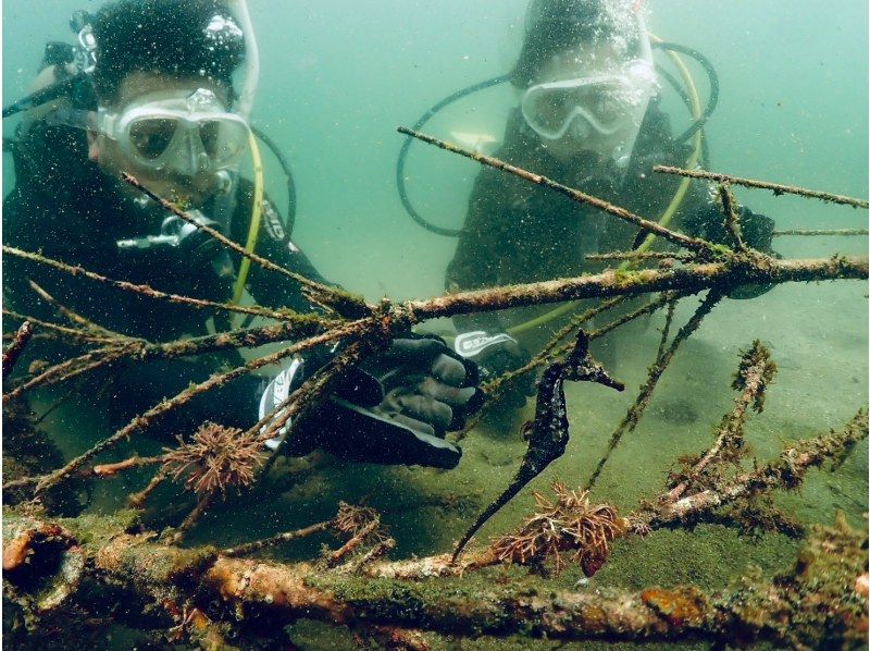 『渋谷駅/新横浜駅から木、金、土、日曜日/送迎無料＋ドライスーツ無料！』海を楽もう！セットプラン／スノーケル＆体験ダイビングの紹介画像
