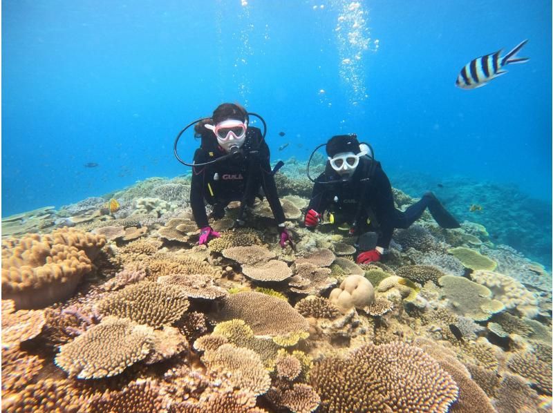 [Okinawa, Minna Island, Sesoko Island] Boat experience diving (1 dive in the afternoon) Photo video shooting giftの紹介画像