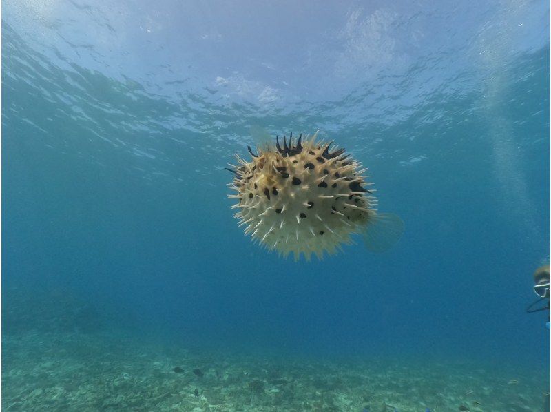 「슈퍼 서머 세일 2024」【오키나와・미즈나지마・세소지마】보트 체험 다이빙(오후 1 다이브) 사진 동영상 촬영 선물の紹介画像