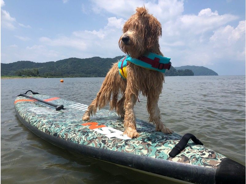 滋賀・琵琶湖】琵琶湖でワンコとSUP（サップ）♪♪愛犬と一緒にSUP | アクティビティジャパン