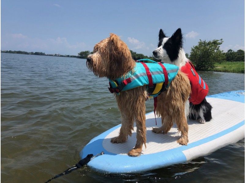 滋賀・琵琶湖】琵琶湖でワンコとSUP（サップ）♪♪愛犬と一緒にSUP | アクティビティジャパン