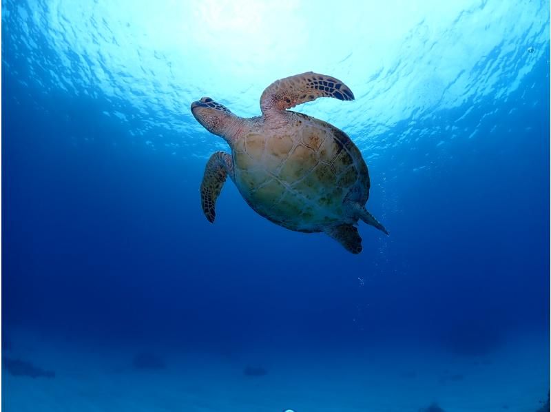 【沖縄・慶良間諸島】無人島でウミガメシュノーケリング&スキンダイビング★小さなお子様連れでも安心♪の紹介画像
