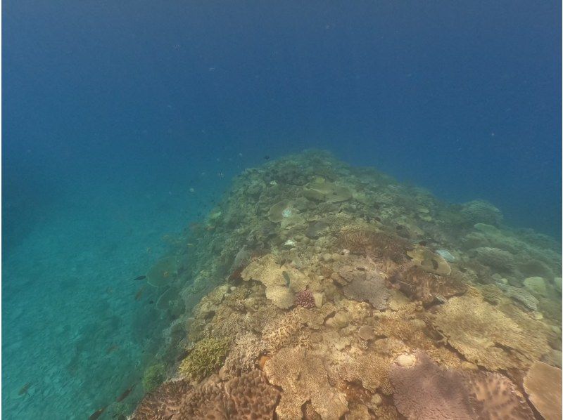 「슈퍼 서머 세일 2024」【오키나와・미즈나지마・세소지마】 보트 스노클링(오후 1라운드) 사진 동영상 촬영 선물の紹介画像