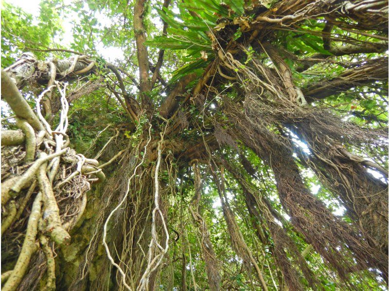 Mangrove Kayak Tour [Group Discount] ★Very popular with girls' trips and families★ Great value for groups of 4 or more! Conveniently located in the central part of the main islandの紹介画像