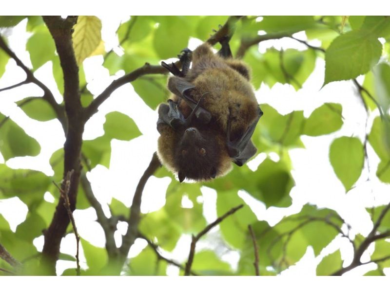 Main Island Central Group Discount ★ Mangrove River Sap Tour Get a great deal if you gather 4 people! Tour image gift!の紹介画像