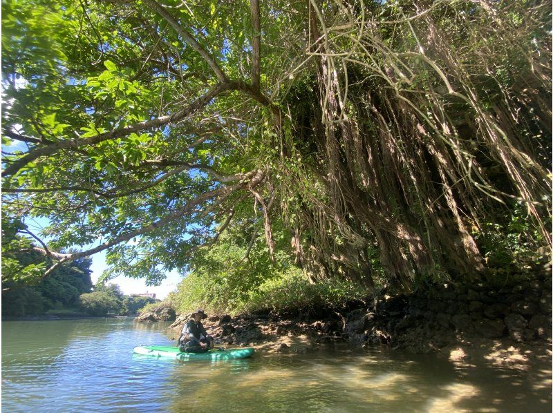 Main Island Central Group Discount ★ Mangrove River Sap Tour Get a great deal if you gather 4 people! Tour image gift!の紹介画像